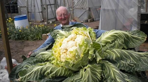 Вонючая капуста. Самая большая капуста. Император и капуста. Вонючая ты капуста.