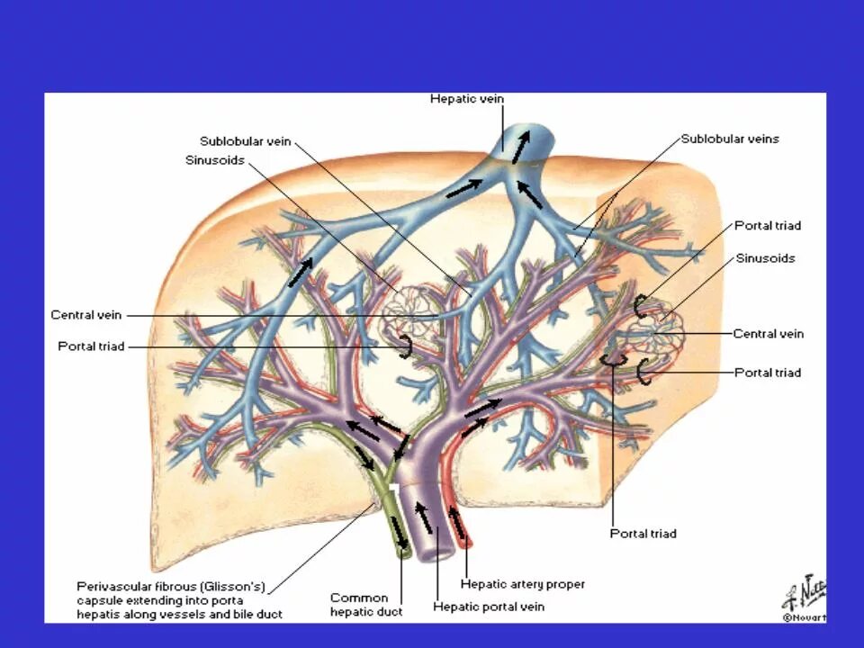Система вен печени. Кровоснабжение печени воротная Вена. Кровоснабжение печени анатомия воротная Вена. Печень анатомия печеночная Вена. Печеночная артерия и воротная Вена.