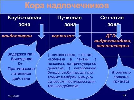 Какой гормон продуцируют надпочечники