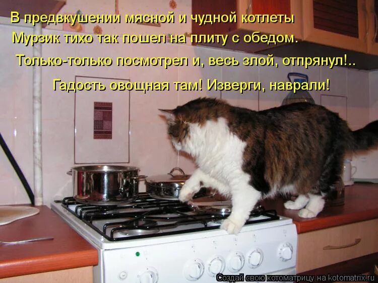 Толстый только что пообедал. Кот на кухне. Кошка котлета. Коты и котлеты. Кот и хозяйка.