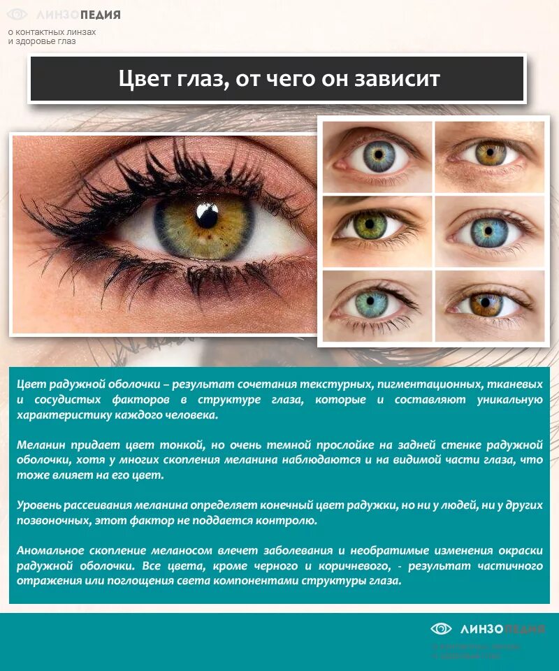 Как узнать какой цвет глаз. От чего зависит цвет глаз. Таблица по цвету глаз. Цвет глаз зависит от. Цвет глаз родителей.