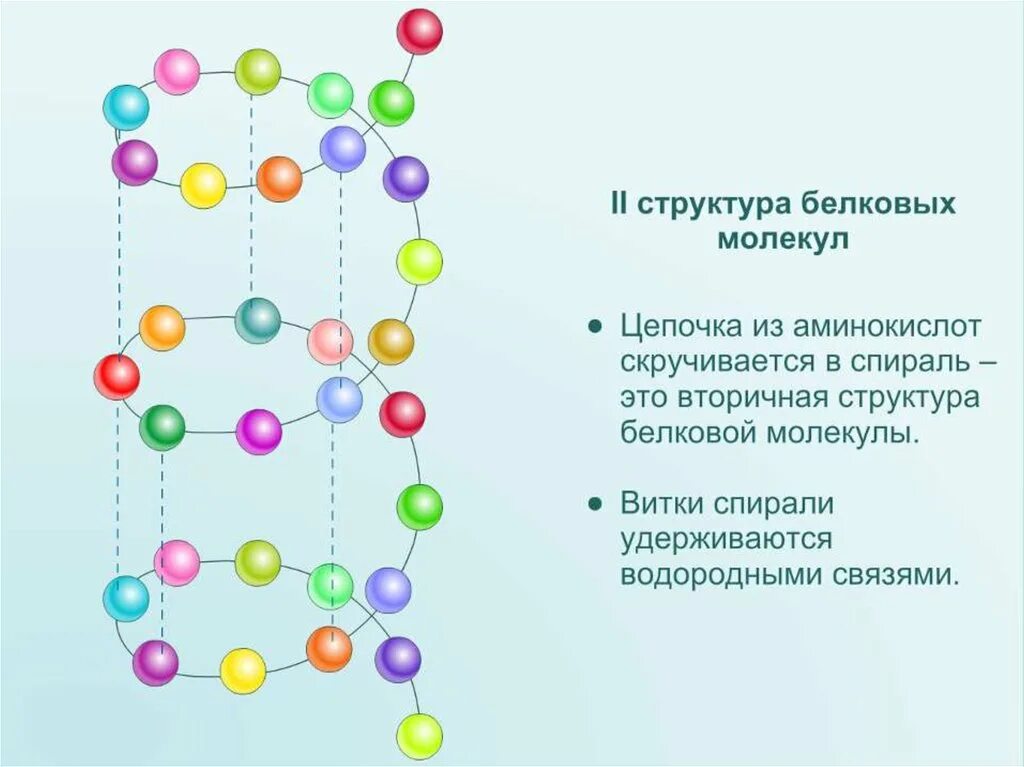 Белковая цепочка. Амилаза структура белка. Первичная структура белка структура. Первичная структура цепочка аминокислот. Структура молекулы белка.