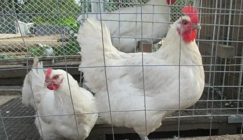 Описание кур породы брессгальские