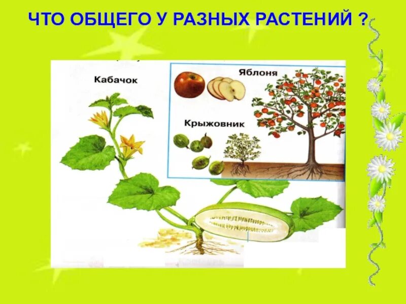 Что общего 4 в 1. Что общего у разных растений. что обшего ту разных растений. что общего у разных растений картинки. что общего у разных растений 1 класс.