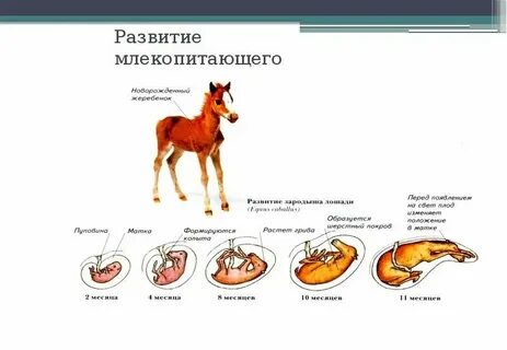 Класс млекопитающие развитие зародыша