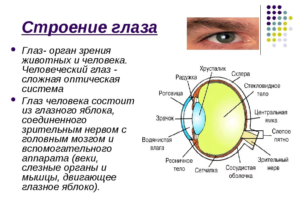 Практическая работа изучение строения органа зрения. Функции структур органа зрения. Глаз строение глаза человека и функции. Строение глаза сбоку. Орган зрения анатомия кратко.