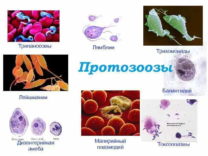 Лямблия лейшмания трихомонада. Лейшмания лямблия малярийный плазмодий. Лейшмании, трипаносомы, лямблии, трихомонады. Дизентерийная амеба и малярийный плазмодий. Инфекции вызванные простейшими