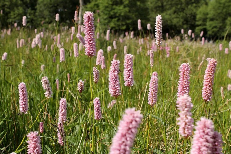 Змеевик Горец змеиный. Горец змеиный bistorta officinalis. Горец змеиный Polygonum bistorta l.. Горец змеиный (Polygonum bistorta `superba`).