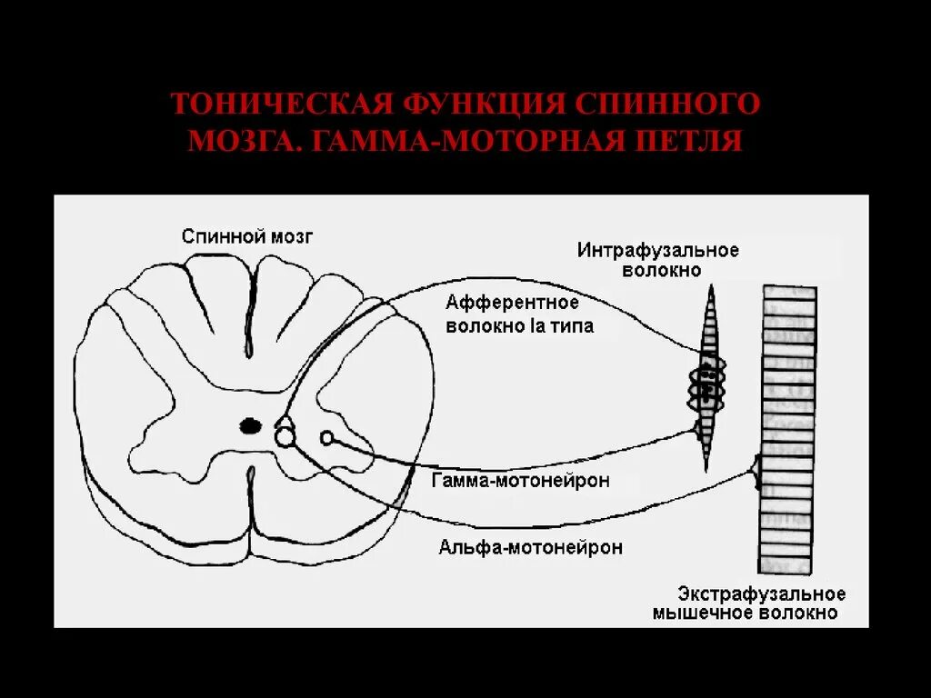 Альфа и гамма мотонейроны спинного мозга. Альфа и гамма мотонейроны спинного мозга физиология. Тоническая функция спинного мозга физиология. Гамма мотонейроны спинного мозга функция.