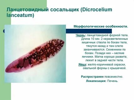 Профилактика сосальщиков