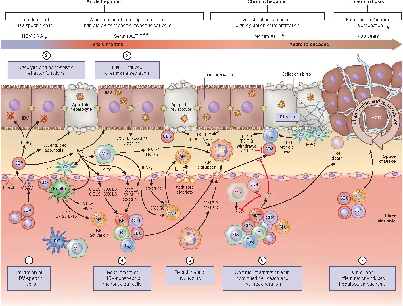 Pathogenesis of acute Hepatitis. Autoimmune Hepatitis pathogenesis. Hepatitis d pathogenesis РВМ. Hepatitis d pathogenesis Hdv. Hcv инфекция