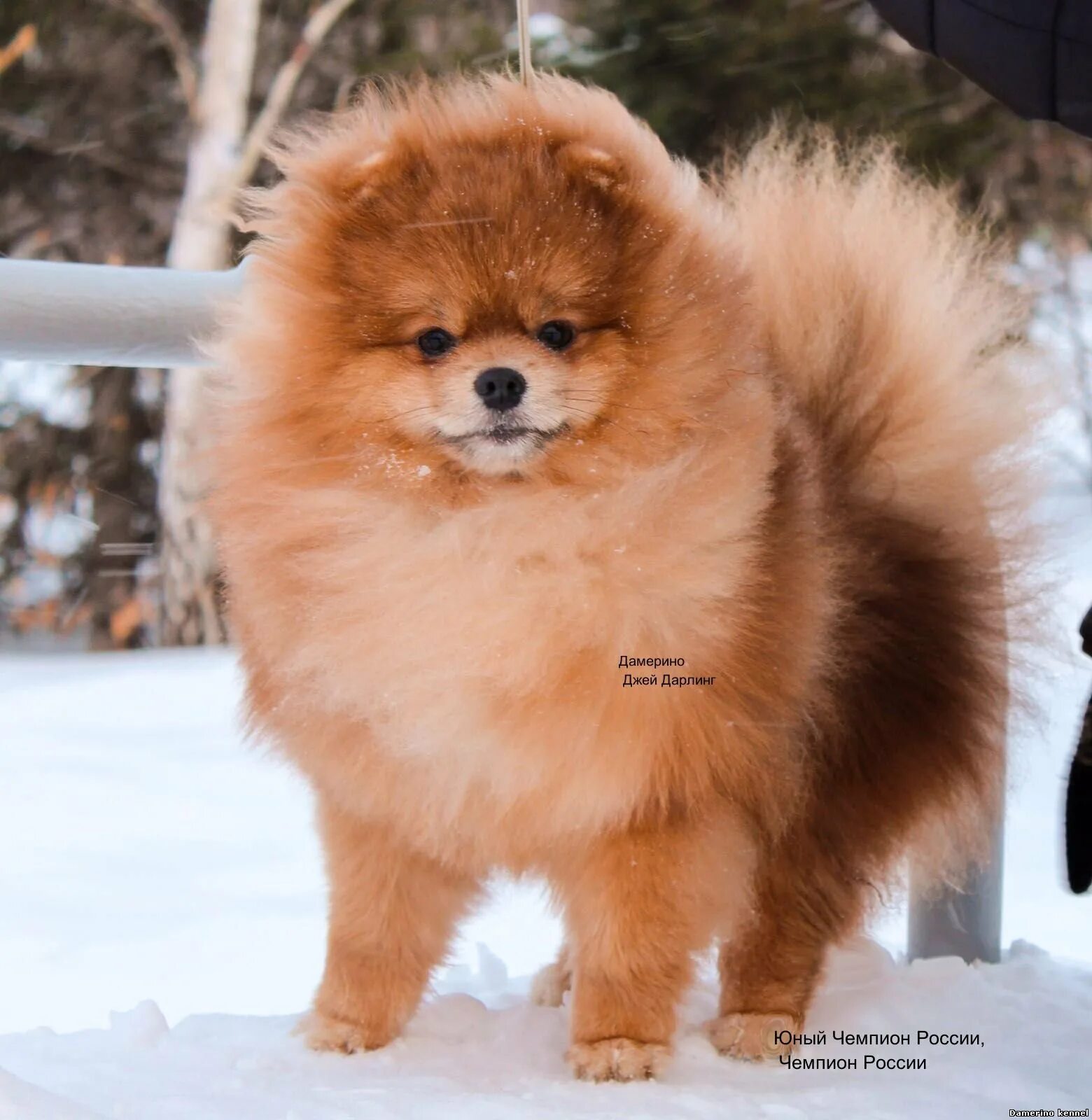 Собака померанский шпиц питомник. Питомник шпицев. Калимба де луна питомник шпицев. Питомник шпицев в москве. Шпиц заводчики в москве.