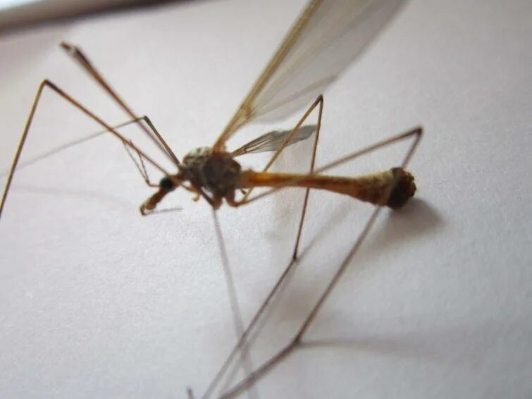 Как называется большой комар. Укус комара долгоножки. Жук долгоножка. Малярийный комар долгоножка. Личинка комара долгоножки.