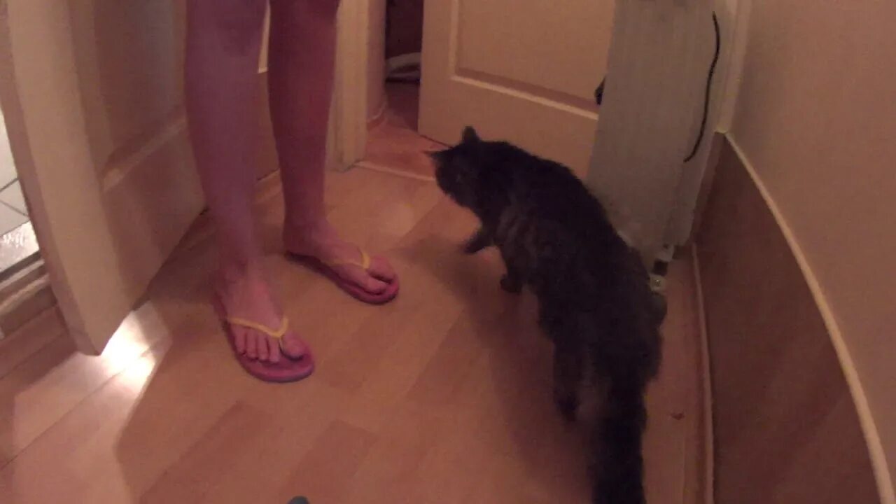 Коту вырвали зубы