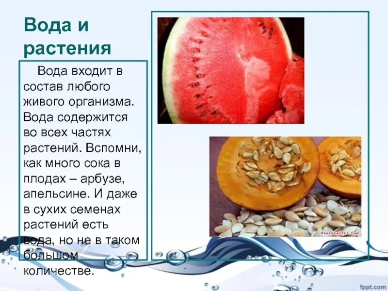 В каком виде вода содержится в организме. Вода входит в состав любого организма. фрукты содержащие воду.