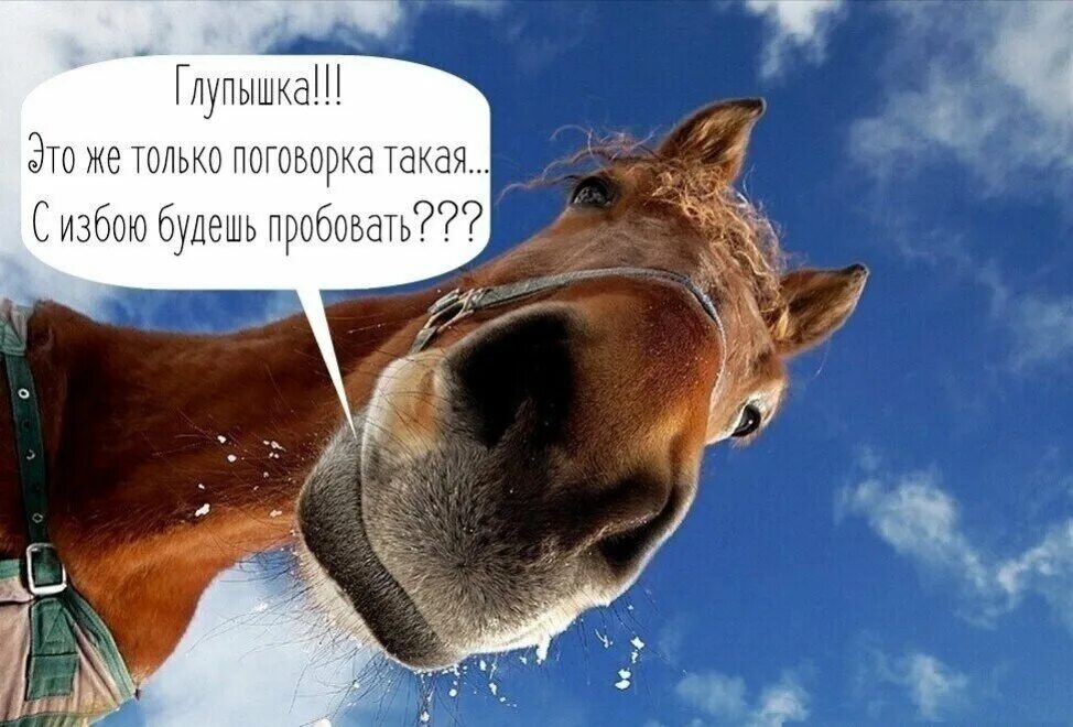 Главное быть на коне