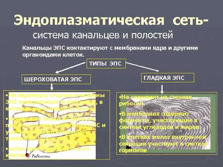 Шероховатая эпс участвует в синтезе. Особенности строения ЭПС. ЭПС особенности строения и функции таблица. Канальцы ЭПС. Структура полостей и канальцев ЭПС.