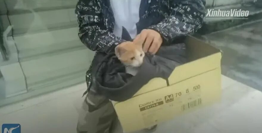 Сон спас кота. Кота вытаскивают из витрины. котика достают из витрины. спасение котят от змеи. спасение кота в багратионовске.