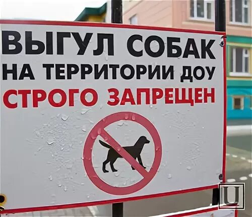 Собак на территории детского сада. Собак на территории детского сада