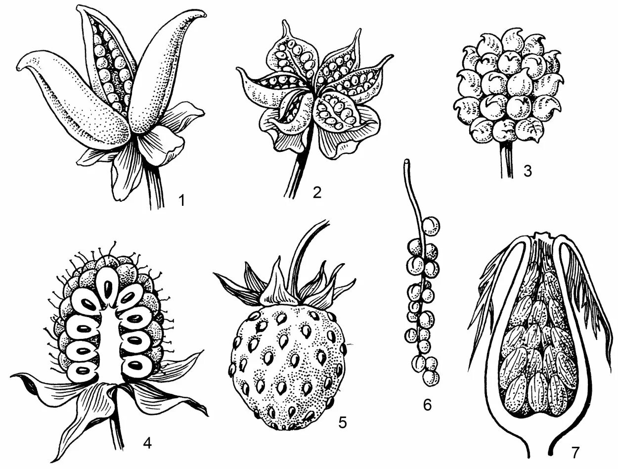 Боб апокарпный плод. Сухие односемянные плоды зерновка. Многолистовка пиона плод. Типы сухих многосемянных плодов. Ценокарпная многолистовка водосбора.