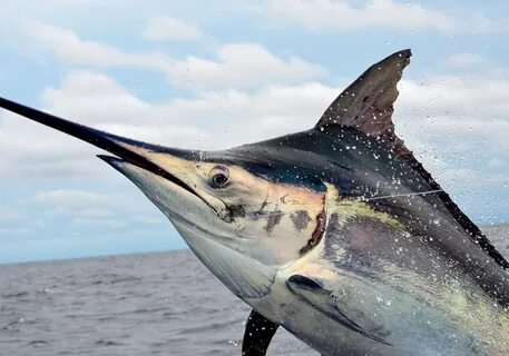 Marlin марлин