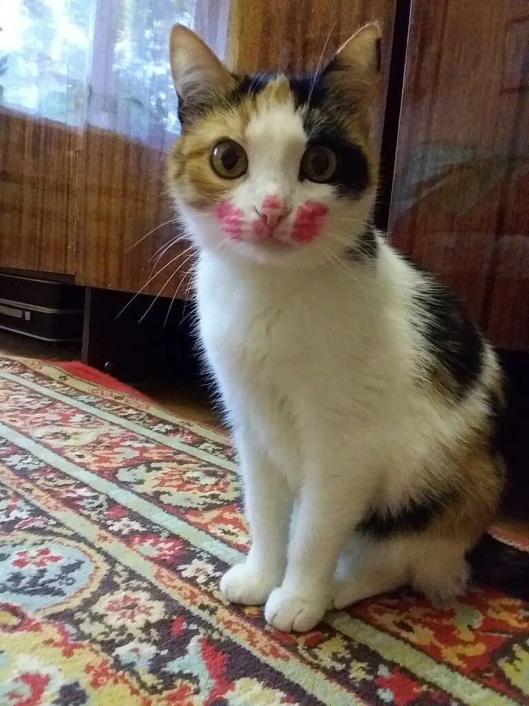 Кашк. Напуганный котик. Кошки японского художника макото мурамацу. Кот делает селфи. Смешной рыжий кот.