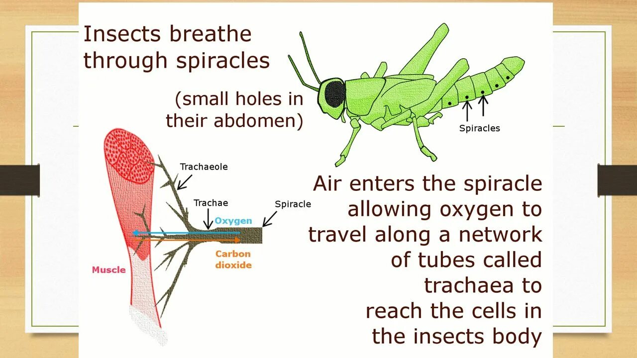 The insect tribe doesn t normally allow