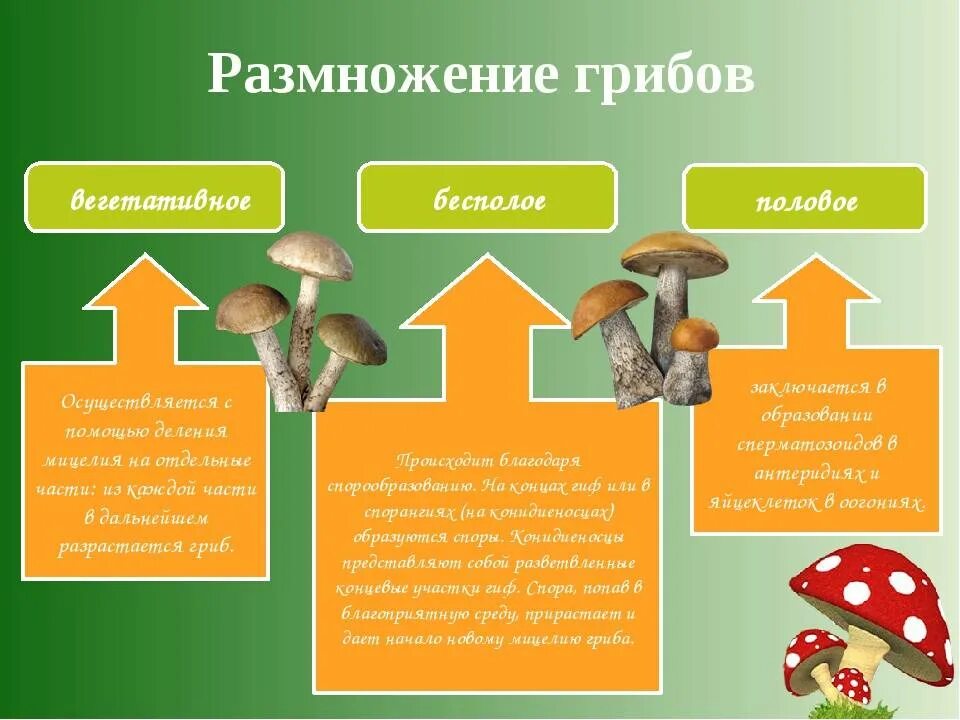 Какое основание позволило разделить грибы 7 класс. Вегетативное размножение гриба схема. грибы способ размножения.
