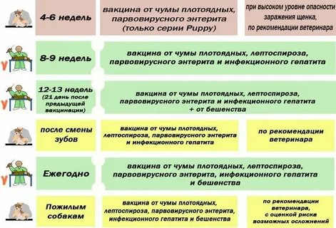 Можно ли гулять после прививки от бешенства