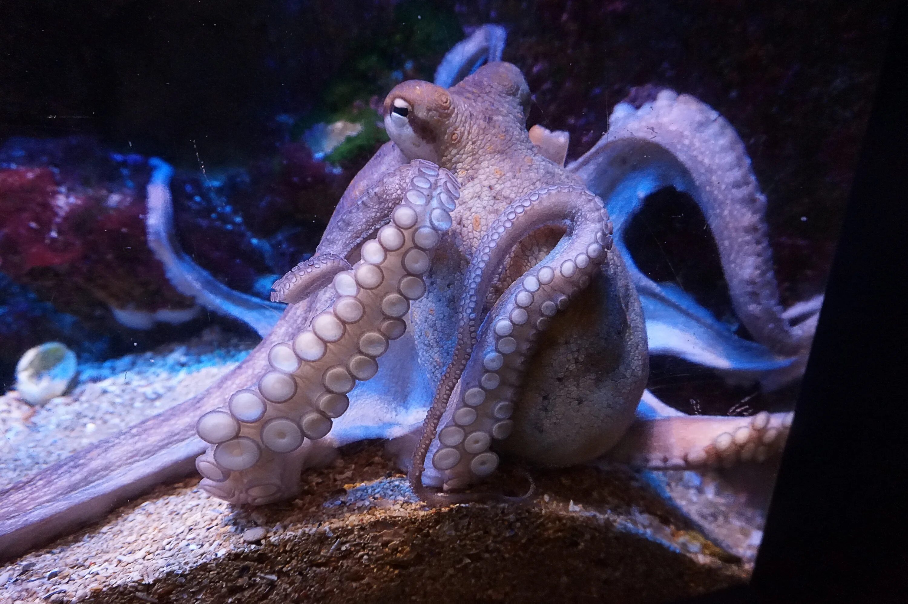 Головоногие осьминоги. Головоногие моллюски осьминог. Спрут кальмар осьминог. Мускардини осьминог. Голубой кольчатый осьминог.