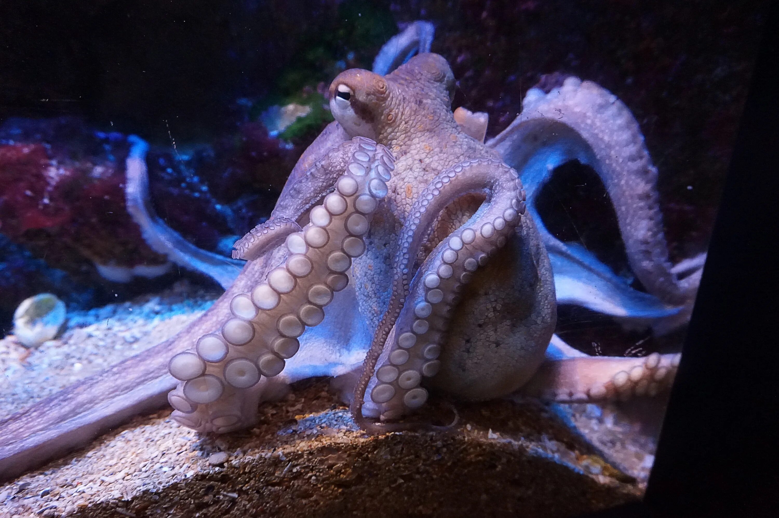 Осьминог картинка. Морские головоногие моллюски. Головоногие моллюски осьминог. Спрут кальмар осьминог. Аквариумные Осьминоги.