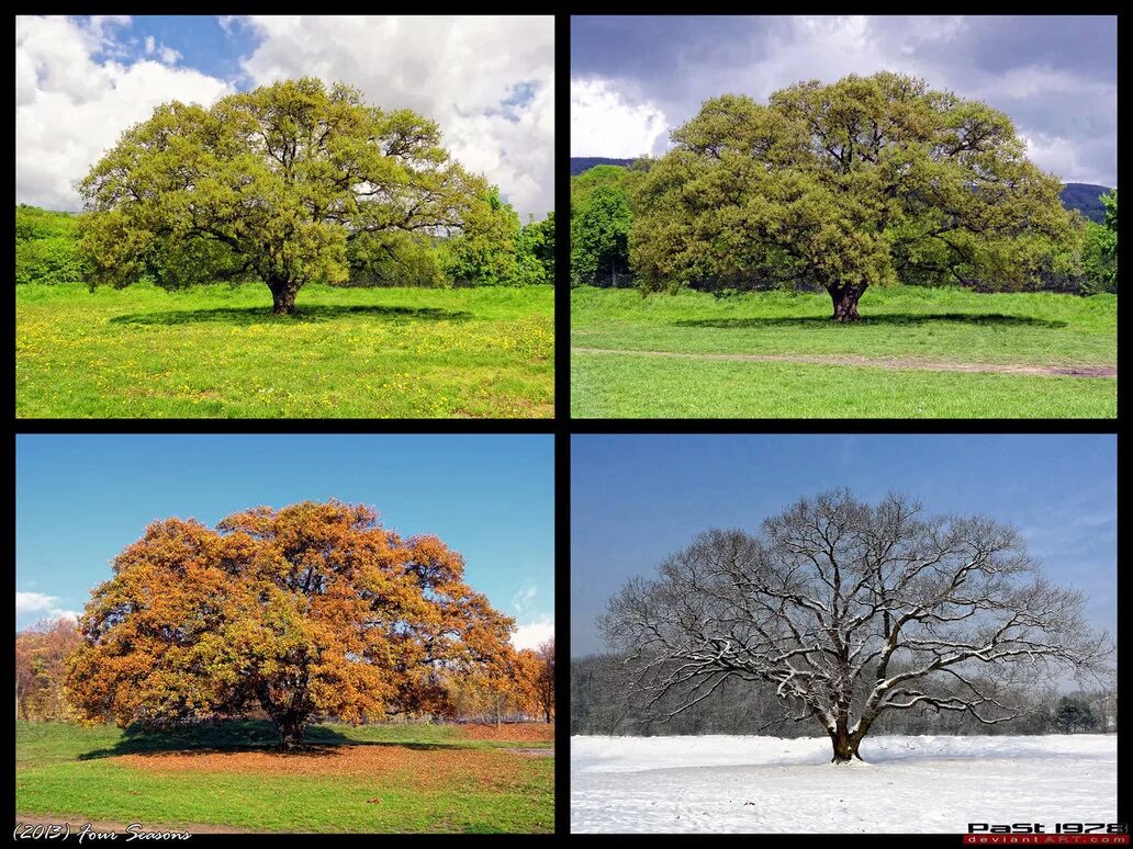 Дерево летом и осенью. Дерево в разные времена года. Пейзаж в Разное время года. 4 seasons of the year