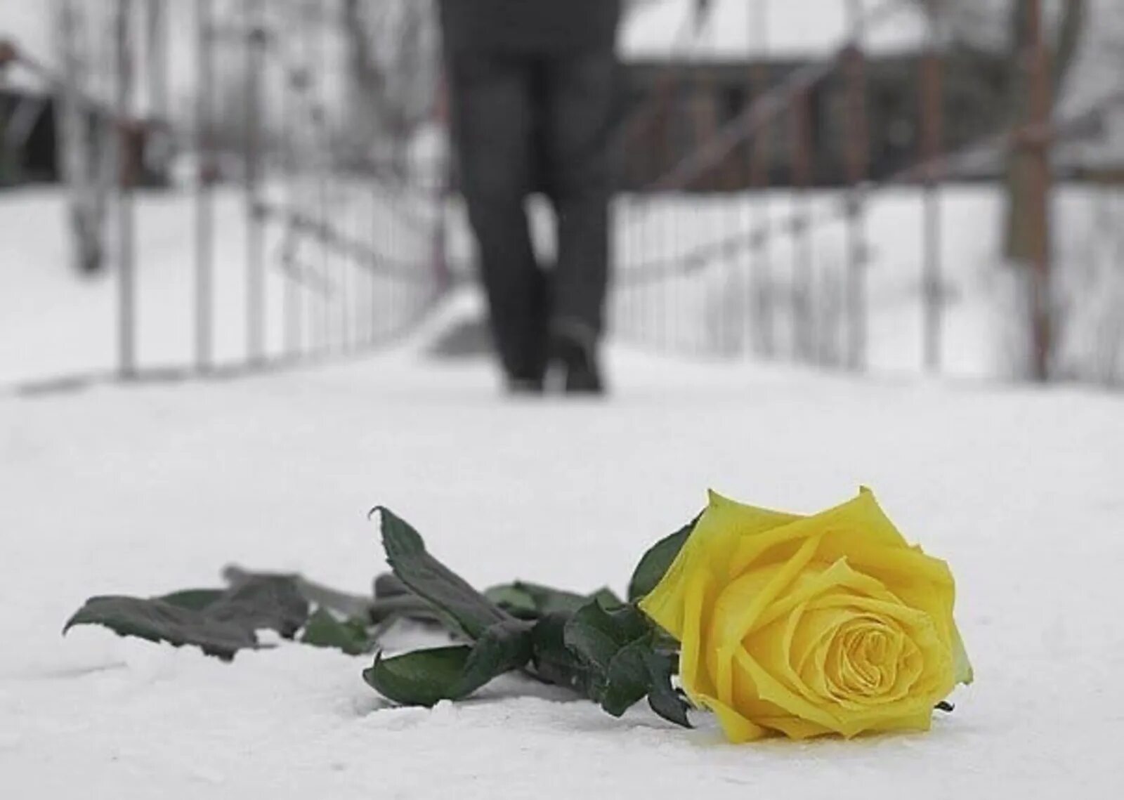 Розы зимой. Желтые розы на снегу. Цветы в снегу. Розы на снегу. Цветы расстались