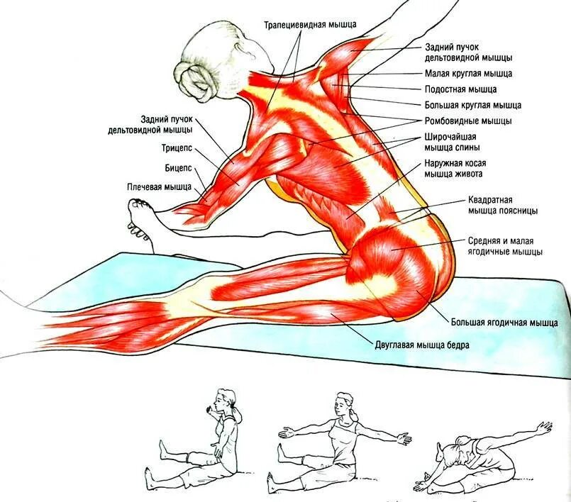 Мышцы разгибатели позвоночника растяжка. Упражнения для растяжки мышц поясницы. Упражнения для растяжки мышц спины и ног.