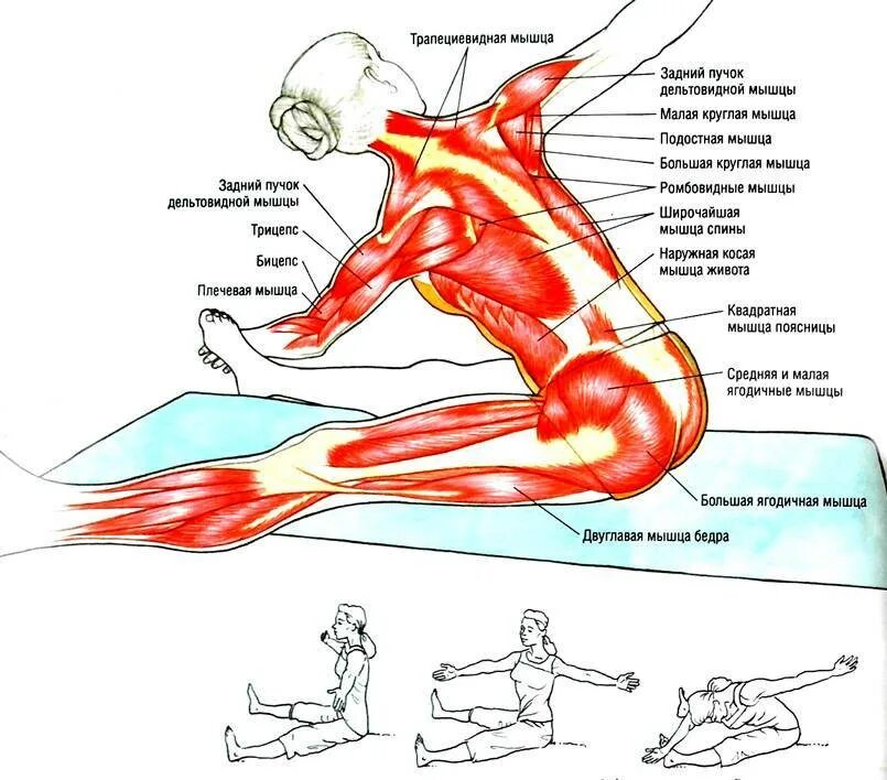 Потянул поясницу что делать. Мышцы разгибатели позвоночника растяжка. Упражнения для растяжки мышц поясницы. Упражнения для растяжки мышц спины и ног.