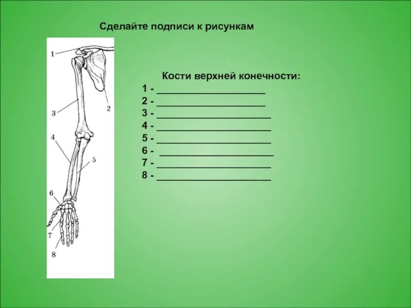 Сделайте подписи к рисунку строение. Сделайте подписи к рисункам кости верхней конечности. Сделайте подписи к рисункам кости верхней конечности кости. Сделайте подписи к рисунку. Пояса конечностей подписей.