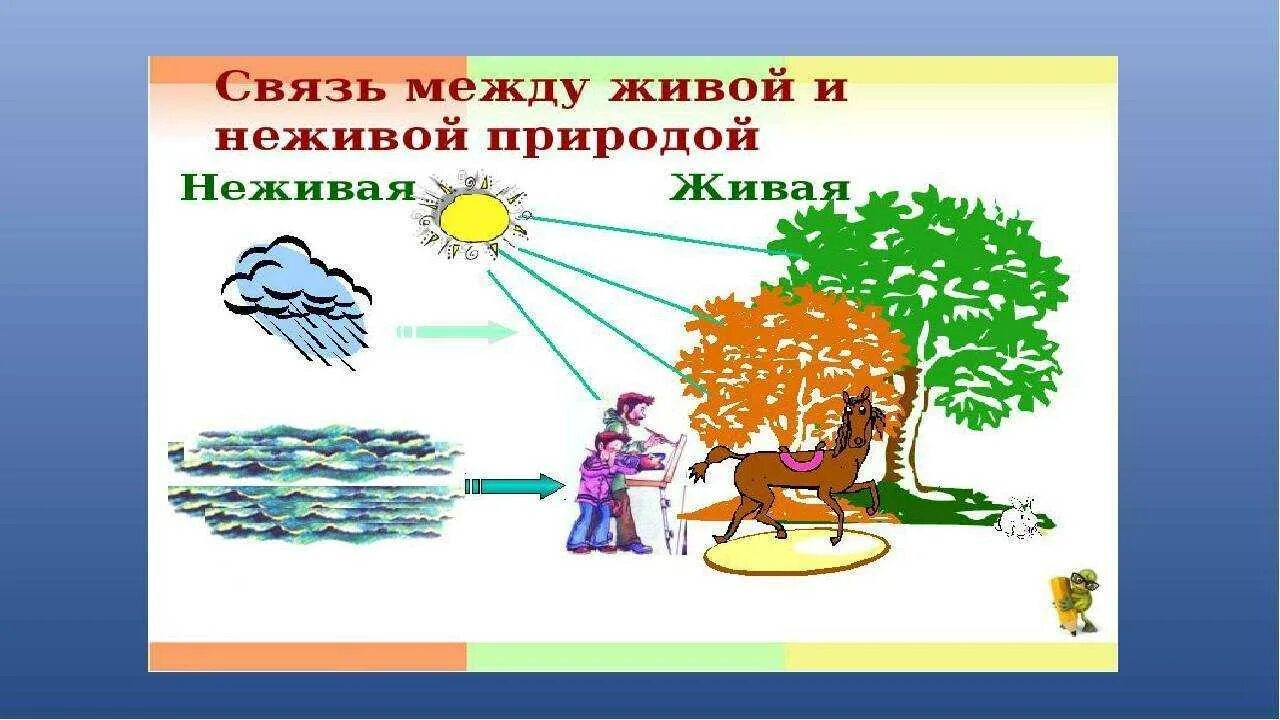 Природные связи между объектами. Схема связи живой и неживой природы 2 класс окружающий мир. Взаимосвязь живой и неживой природы. Связь между живой природой и неживой природой. Взаимосвязи в живой природе.