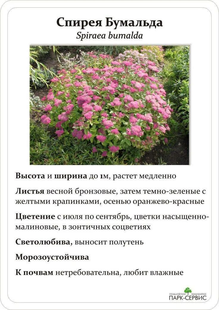 Спирея фото и описание