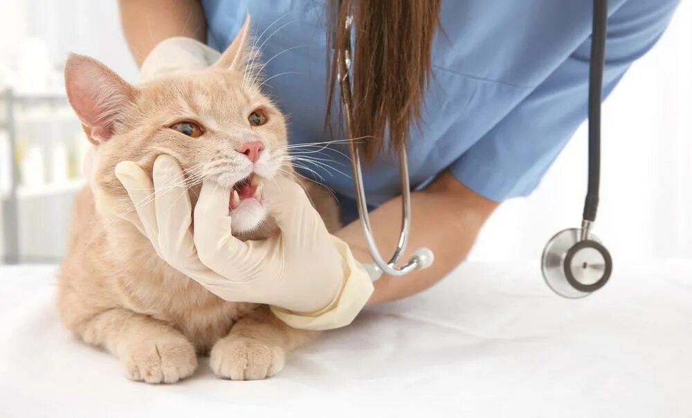 Коте процедура