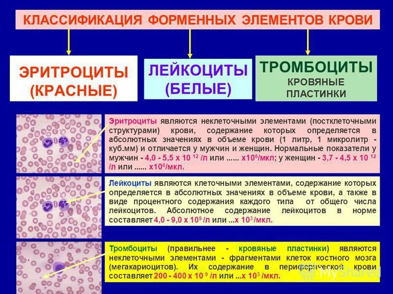 Лейкоциты определяют группу крови