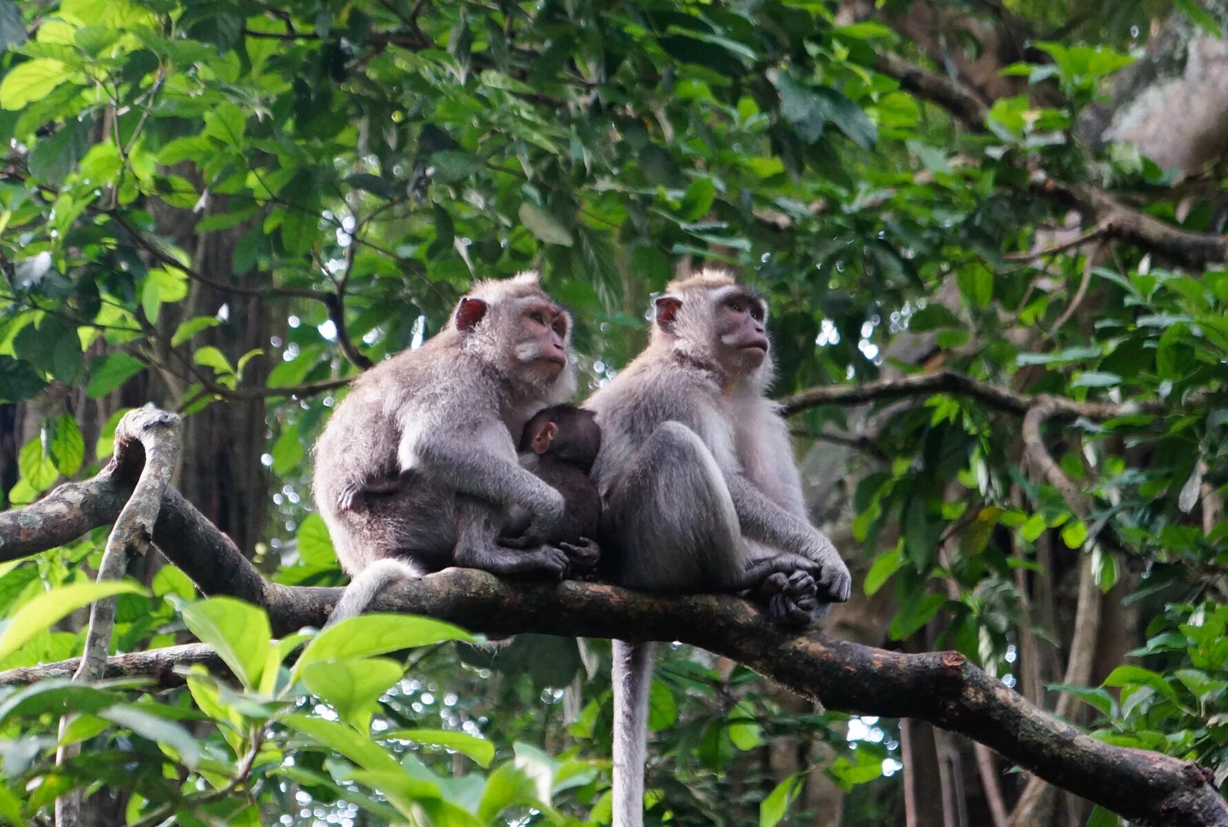 Jungle monkeys. Убуд Бали лес обезьян. Обезьяны экваториальных лесов Африки. Джунгли Африки шимпанзе. Обезьяна тропического леса Индии.