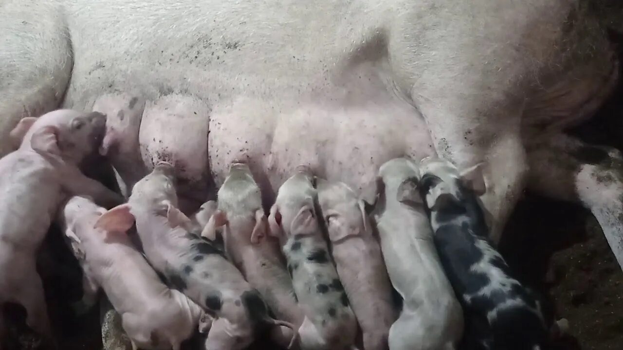 Свиньи захрюкали. Родовспоможение у свиней.