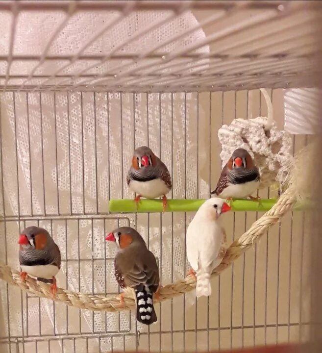 Зебровая амадина на белом фоне. Гнездо для японских амадин. Корм для японской амадины. Зебровые амадины размножение. Антикафе амадин.