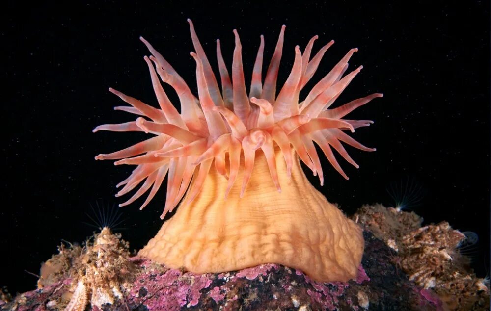 Rose bubble anemone Coral reef photography, Sea anemone, Anemone