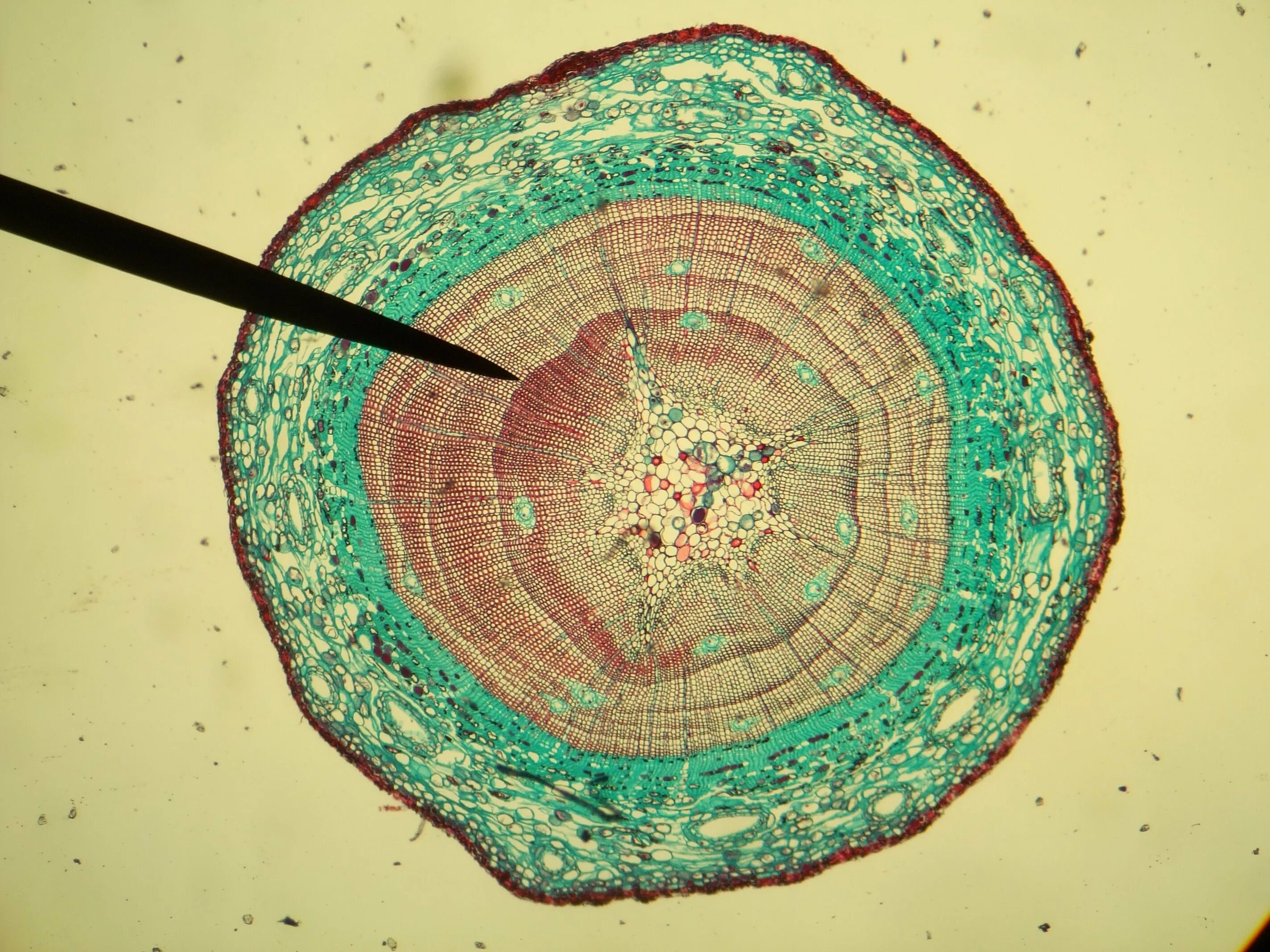 Срез психология. Поперечный срез ветки сосны. Поперечный срез стебля сосны под микроскопом. Гинкго поперечный срез. Поперечный срез стебля микроскоп.