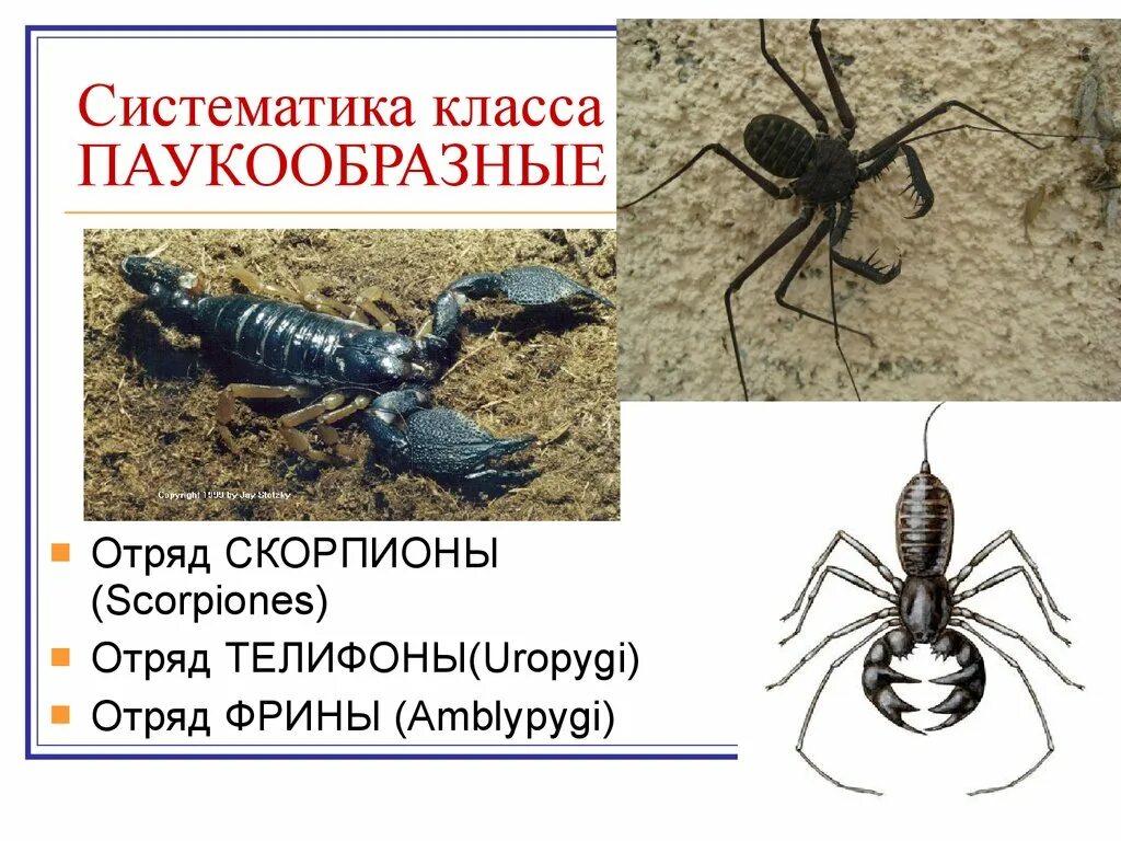 Класс паукообразные отряды. Класс паукообразные систематика. Классификация паукообразных. Класс паукообразные отряд Скорпионы.