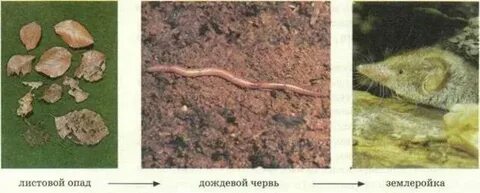 Листовой опад дождевой червь