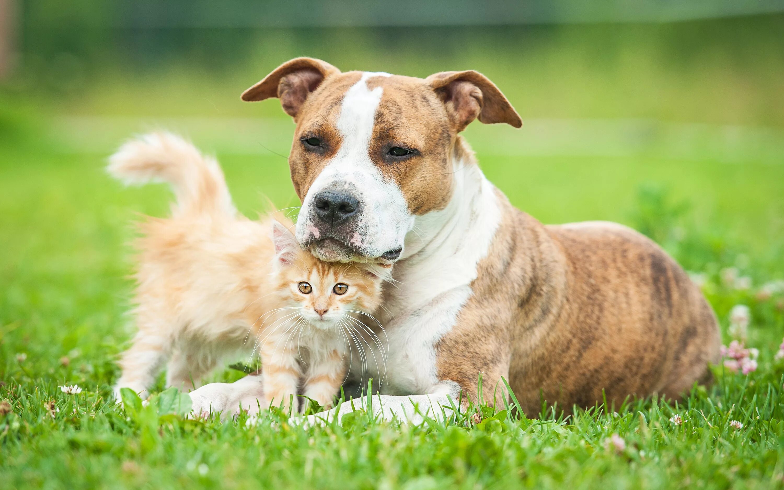 Dog and cat playing. Американский стаффордширский терьер щенок. Американский стаффордширский терьер спаниель. Питомцы. Pets картинки.