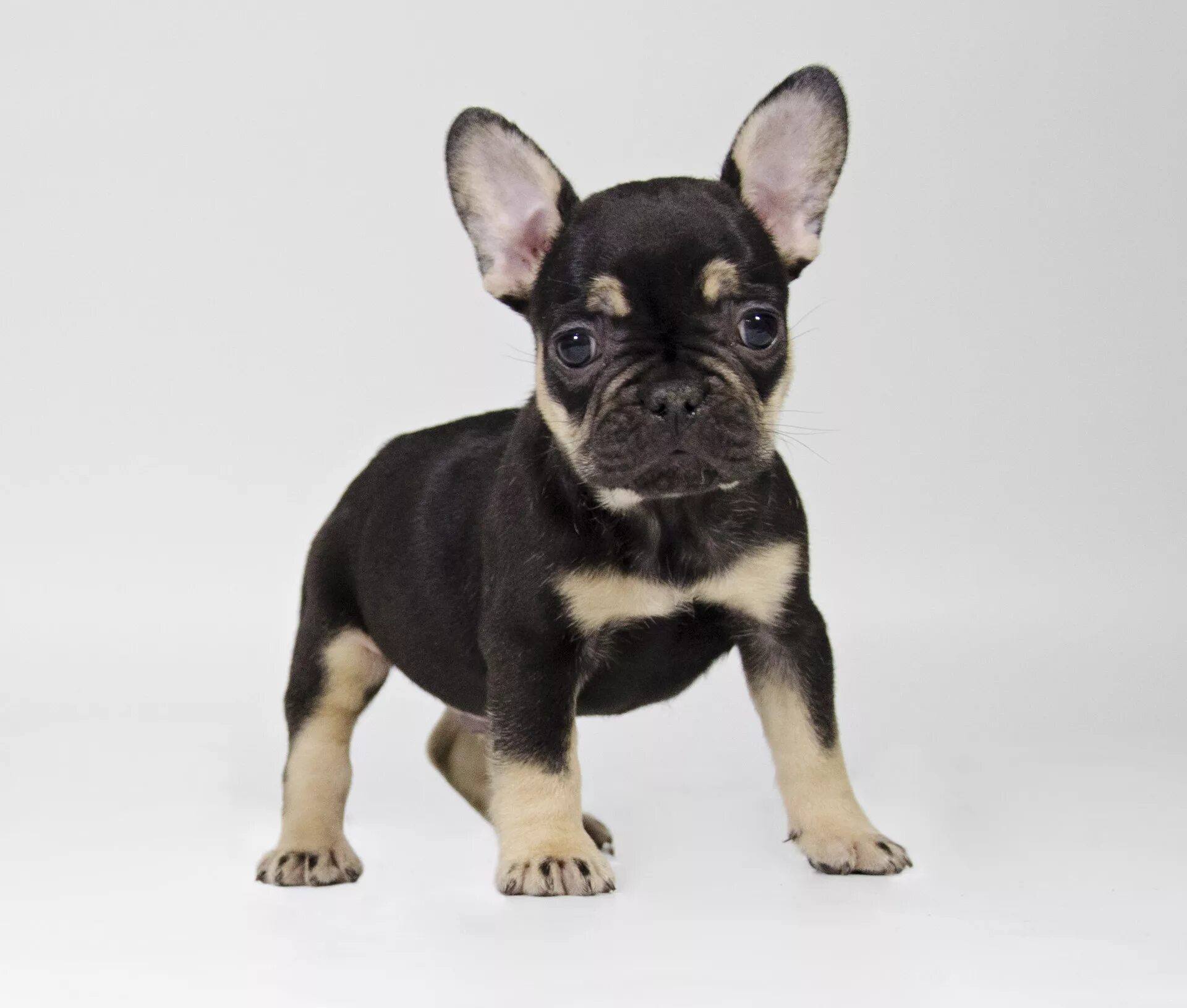 Питомники французский мини бульдогов. Собачка французский бульдог. Французский бульдог мини мерлен. Питомник французских бульдогов. Питомник французских бульдогов в москве.