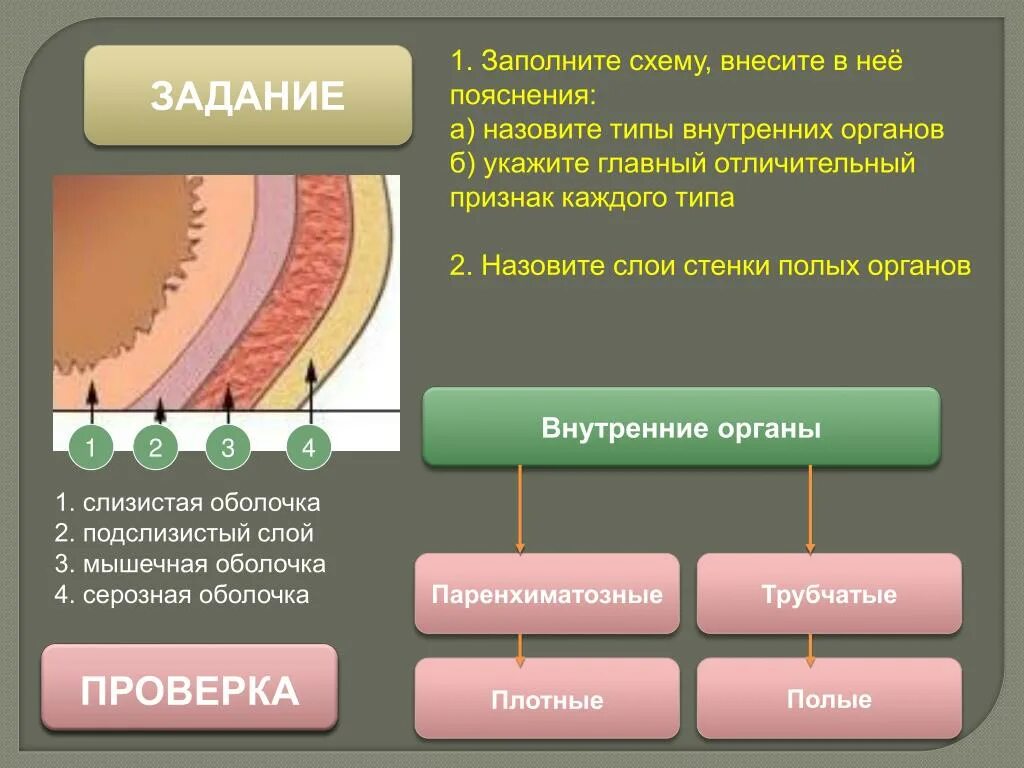 Назови слою. Паренхиматозные органы пищеварительной системы. Полые и паренхиматозные органы пищеварительной системы. Трубчатые и паренхиматозные органы пищеварительной системы. Слои стенки полого органа.